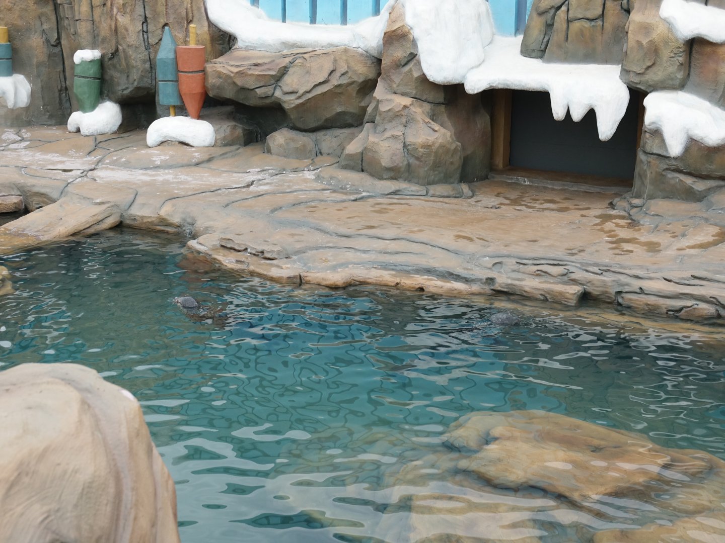 Spotted Seal (Phoca largha) enclosure - 16.04.2018