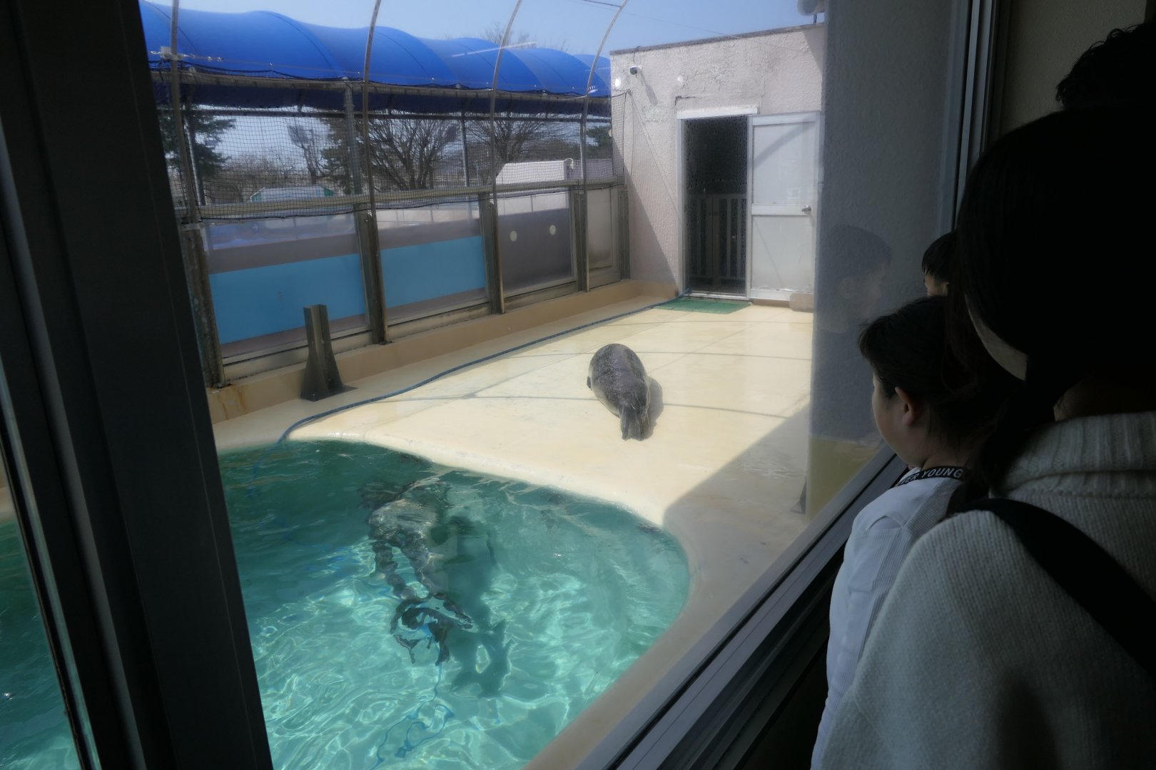 Spotted Seal (Phoca largha) exhibit - Uozu Aquarium