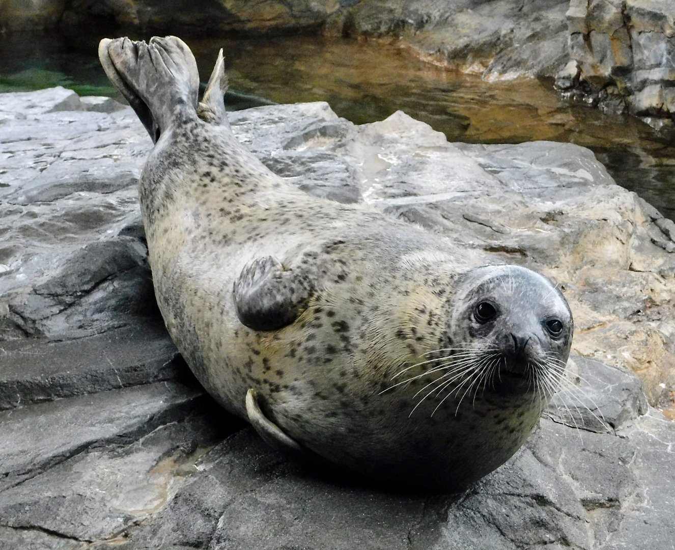 Spotted Seal (Phoca largha) October 26, 2025