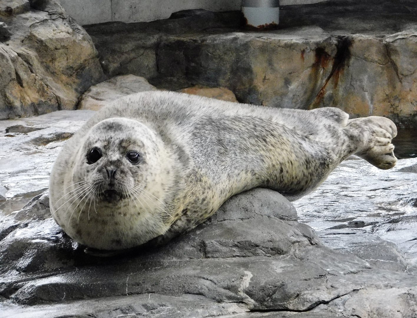 Spotted Seal (Phoca largha) October 26, 2025