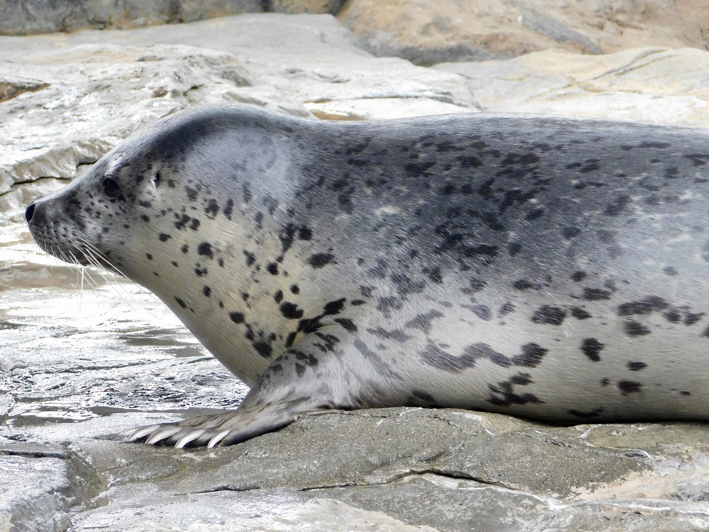 Spotted Seal (Phoca largha) September 20, 2025
