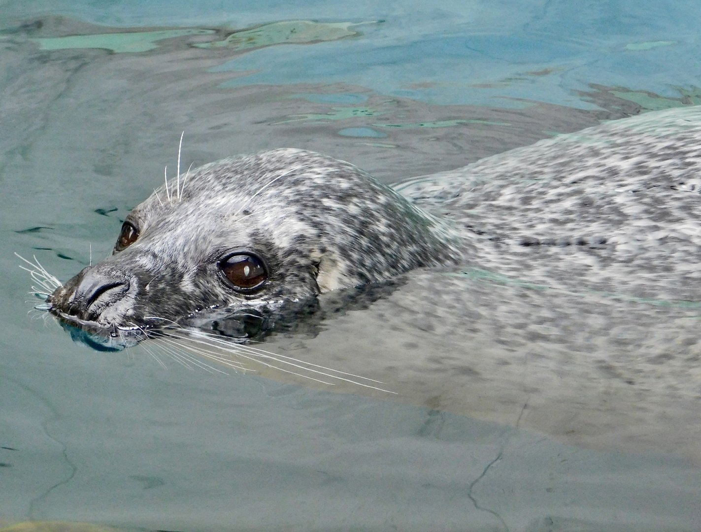 Spotted Seal (Phoca largha) September 20, 2025