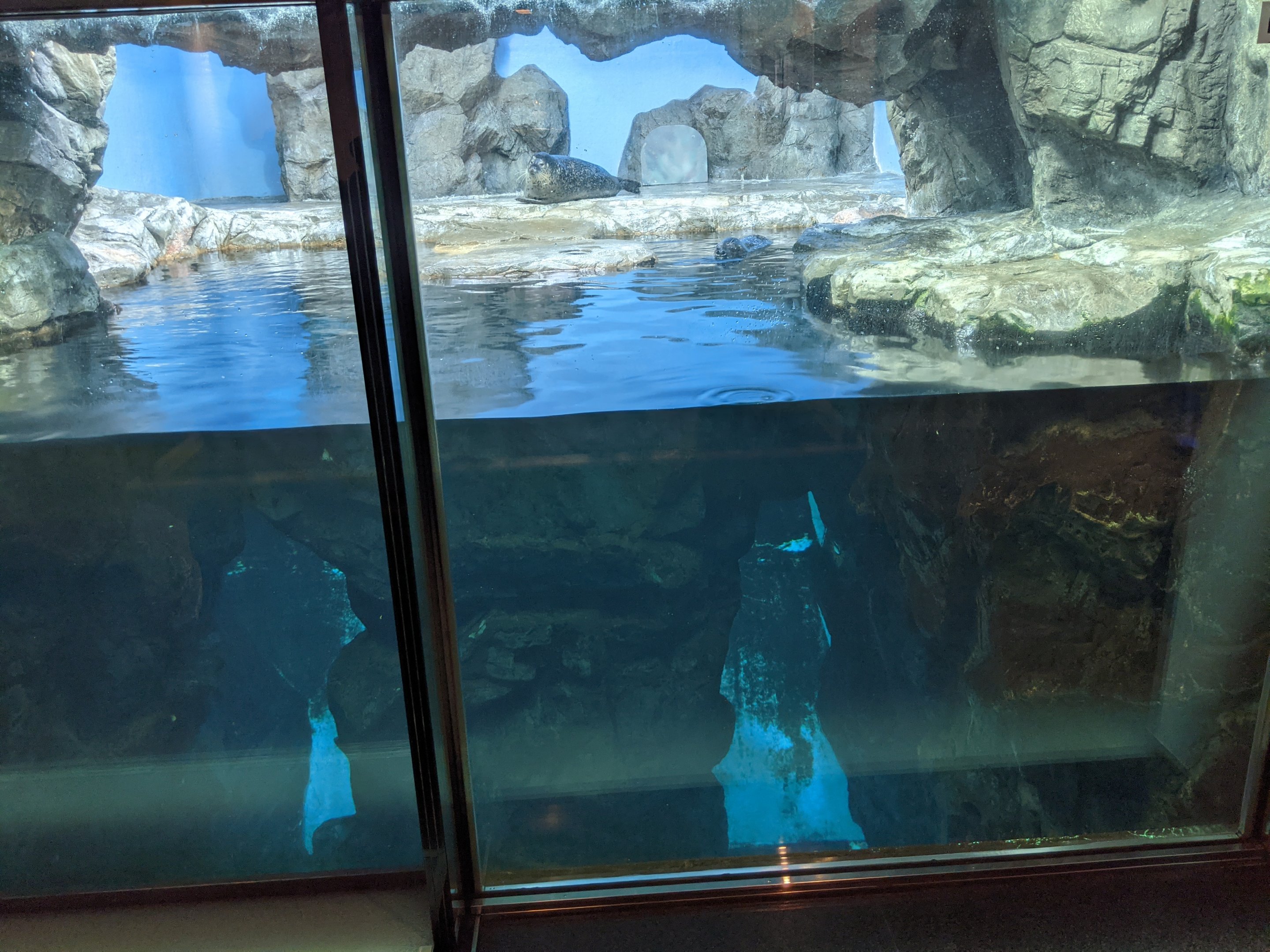 Spotted Seal (Phoca largha) tank