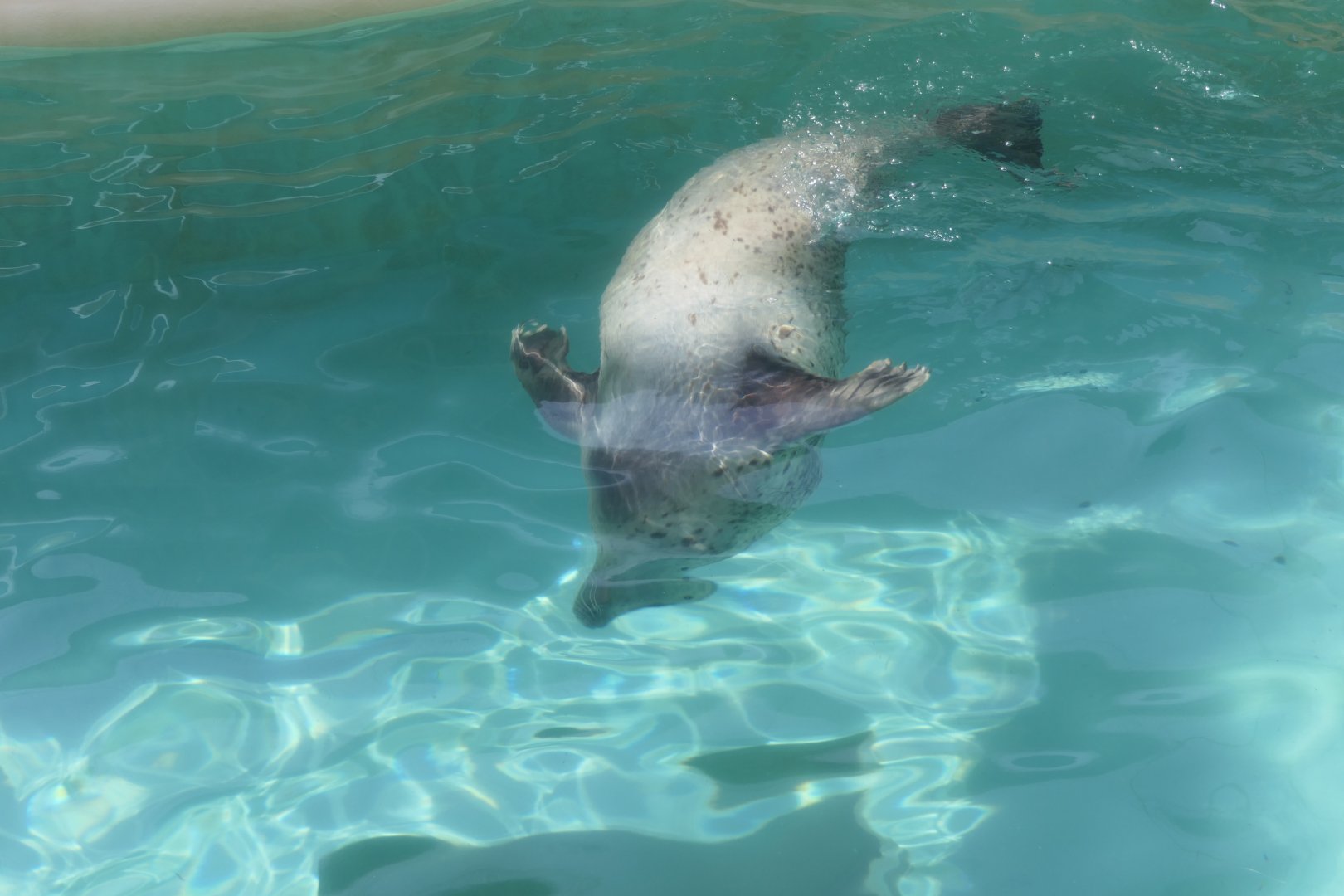 Spotted Seal (Phoca largha) - Uozu Aquarium