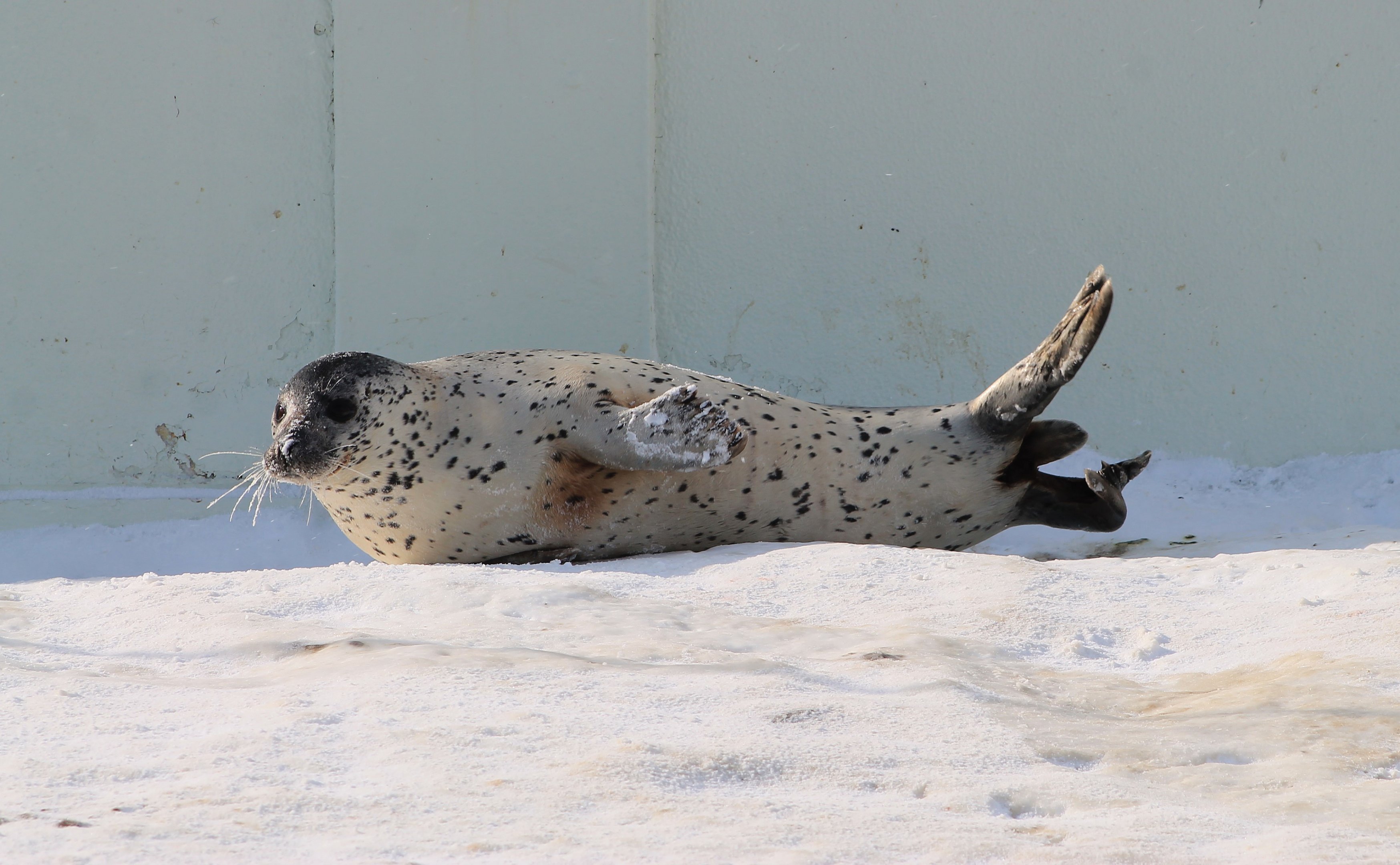 Spotted Seal (Phoca largha), Wakkanai Aquarium