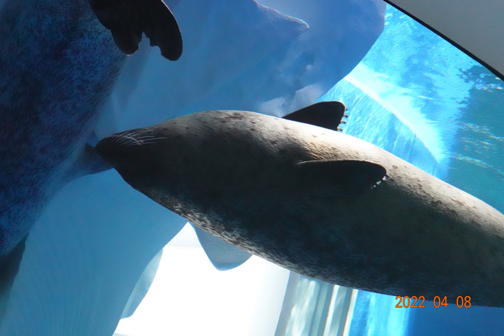 Spotted Seal (Phoca largha)-Xpark