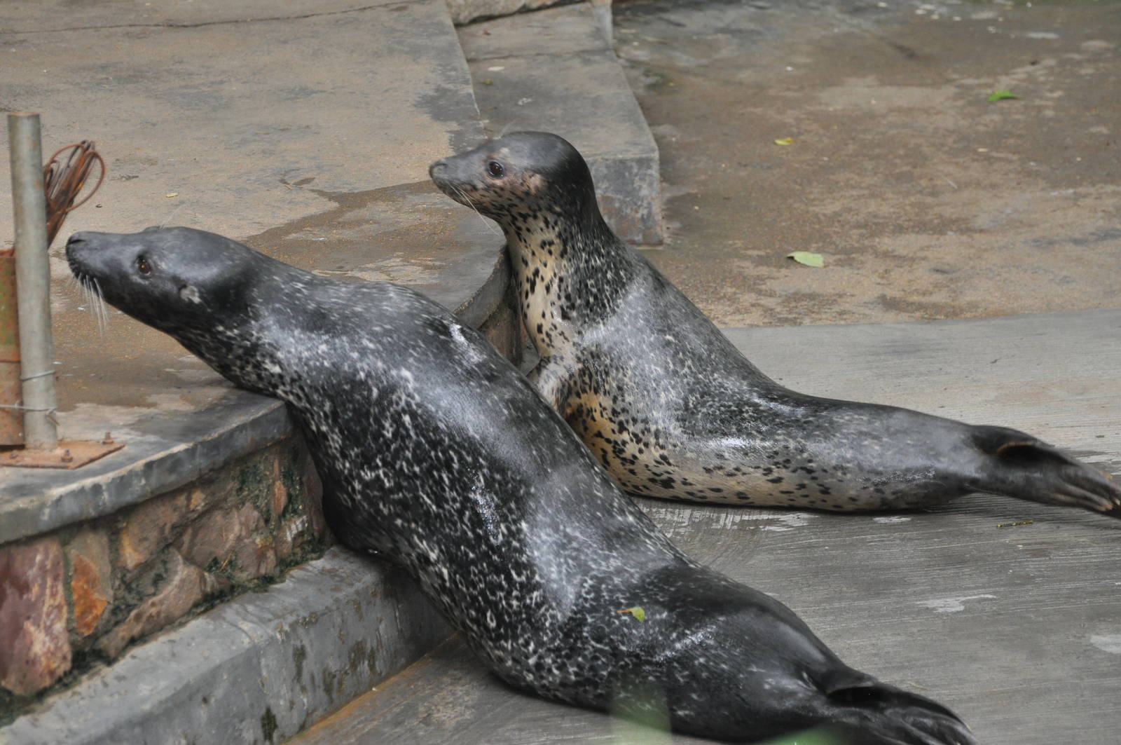 Spotted seal/ Phoca largha