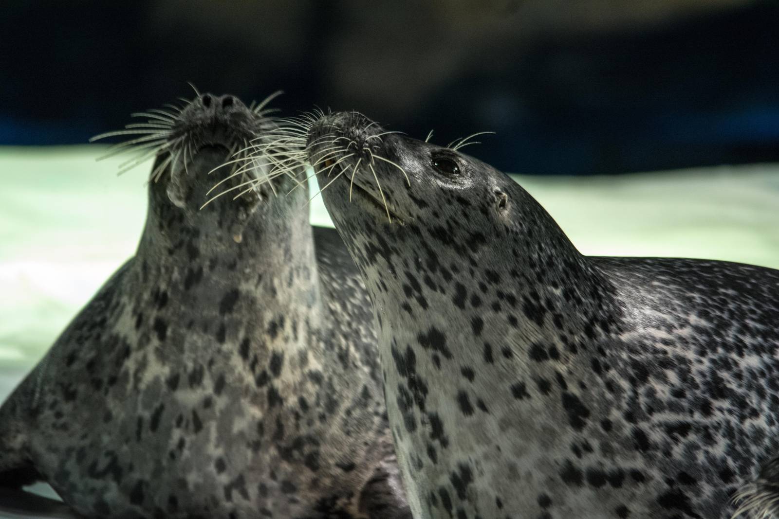 Spotted Seal - Phoca largha
