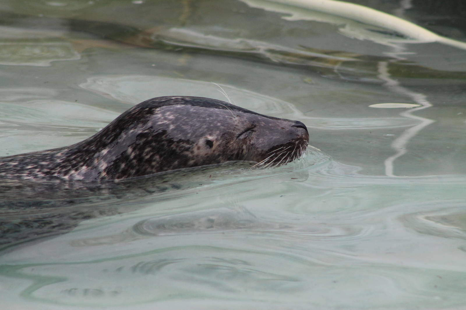 spotted seal (Phoca largha)