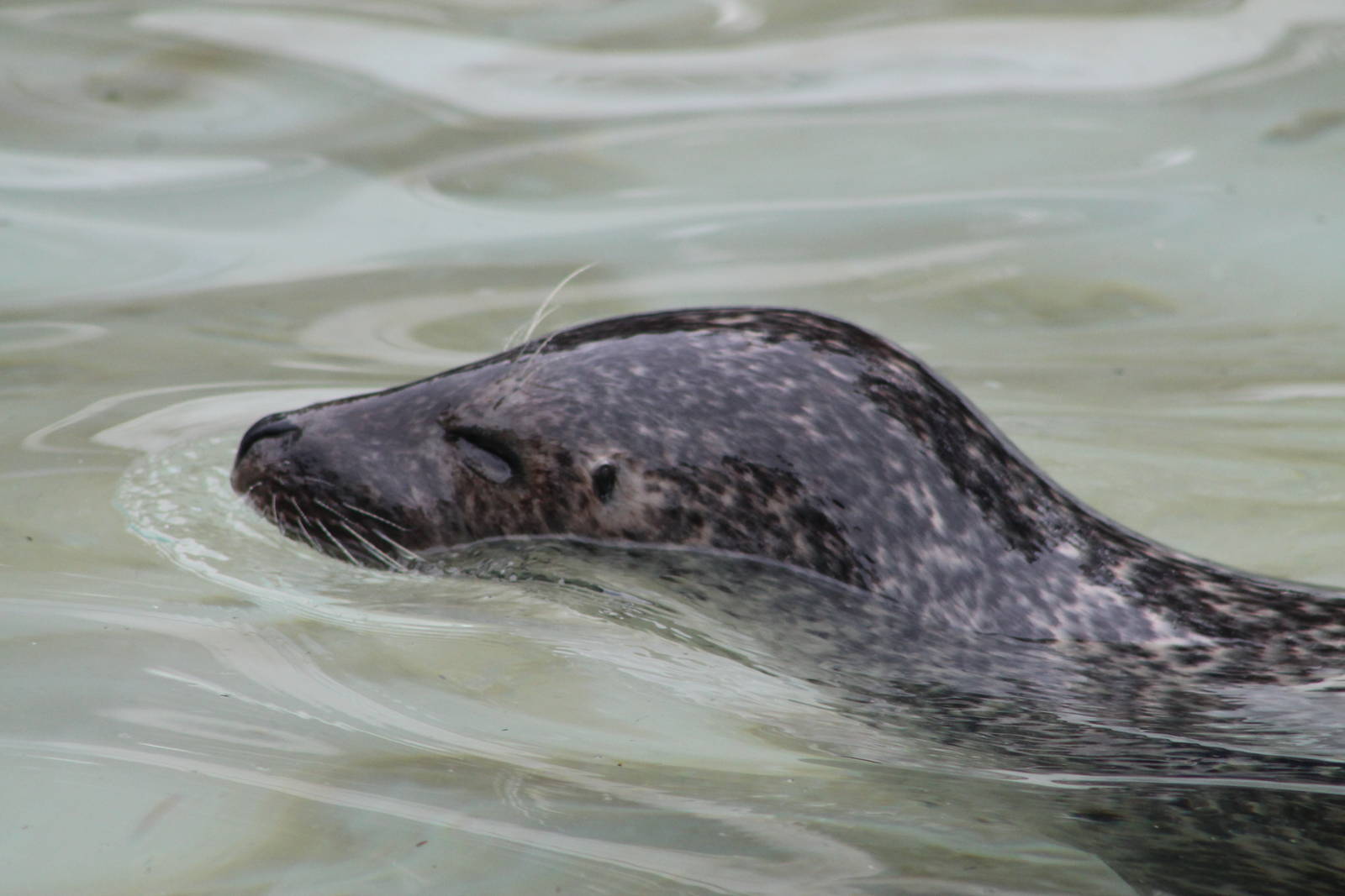 spotted seal (Phoca largha)