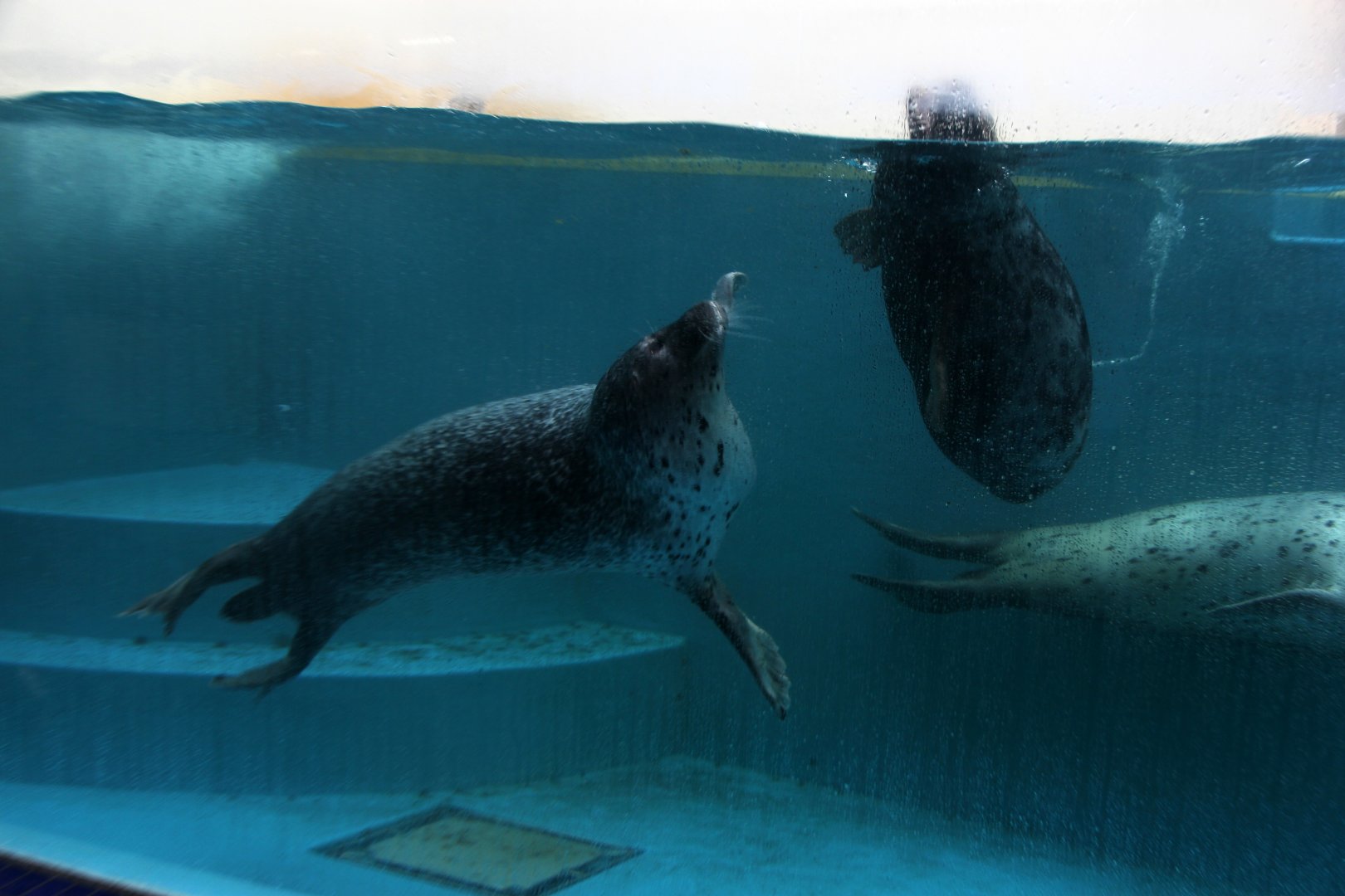 Spotted seal (Phoca largha)