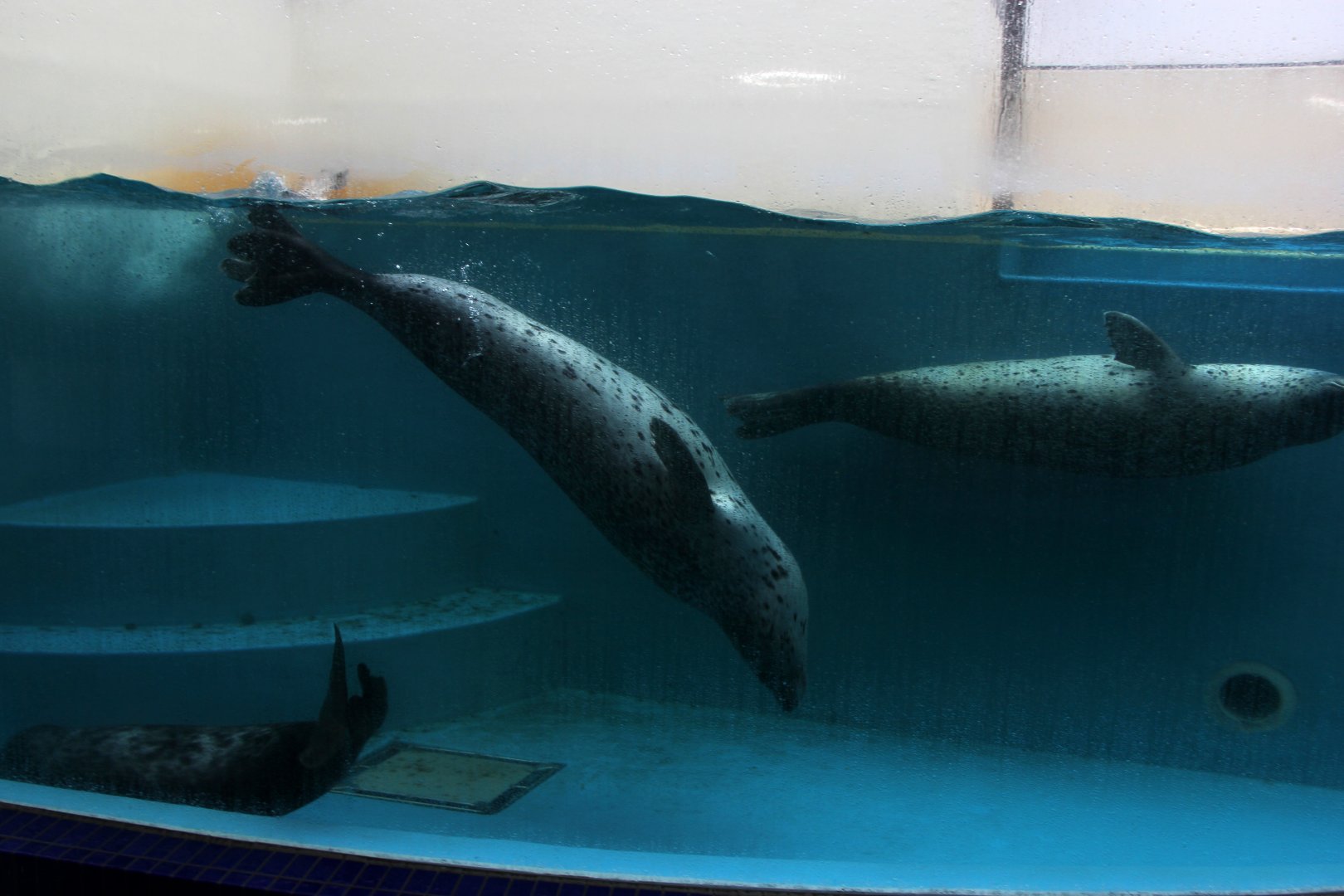 Spotted seal (Phoca largha)