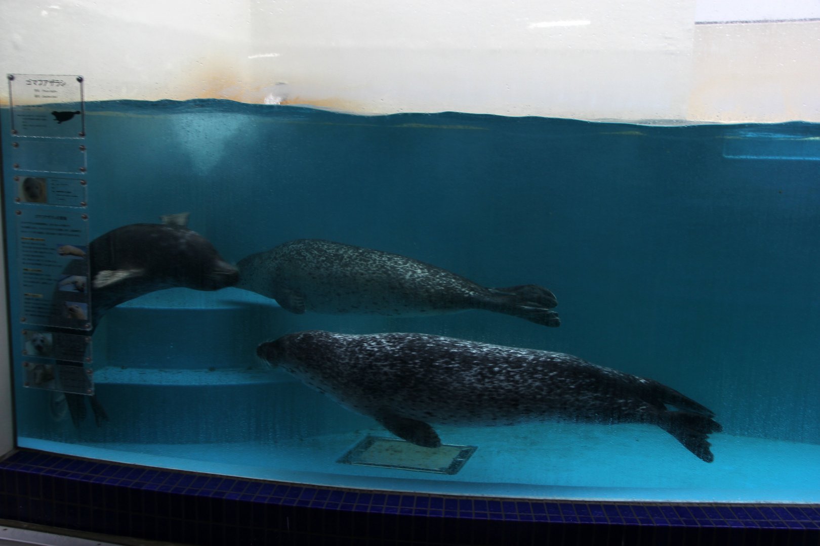Spotted seal (Phoca largha)