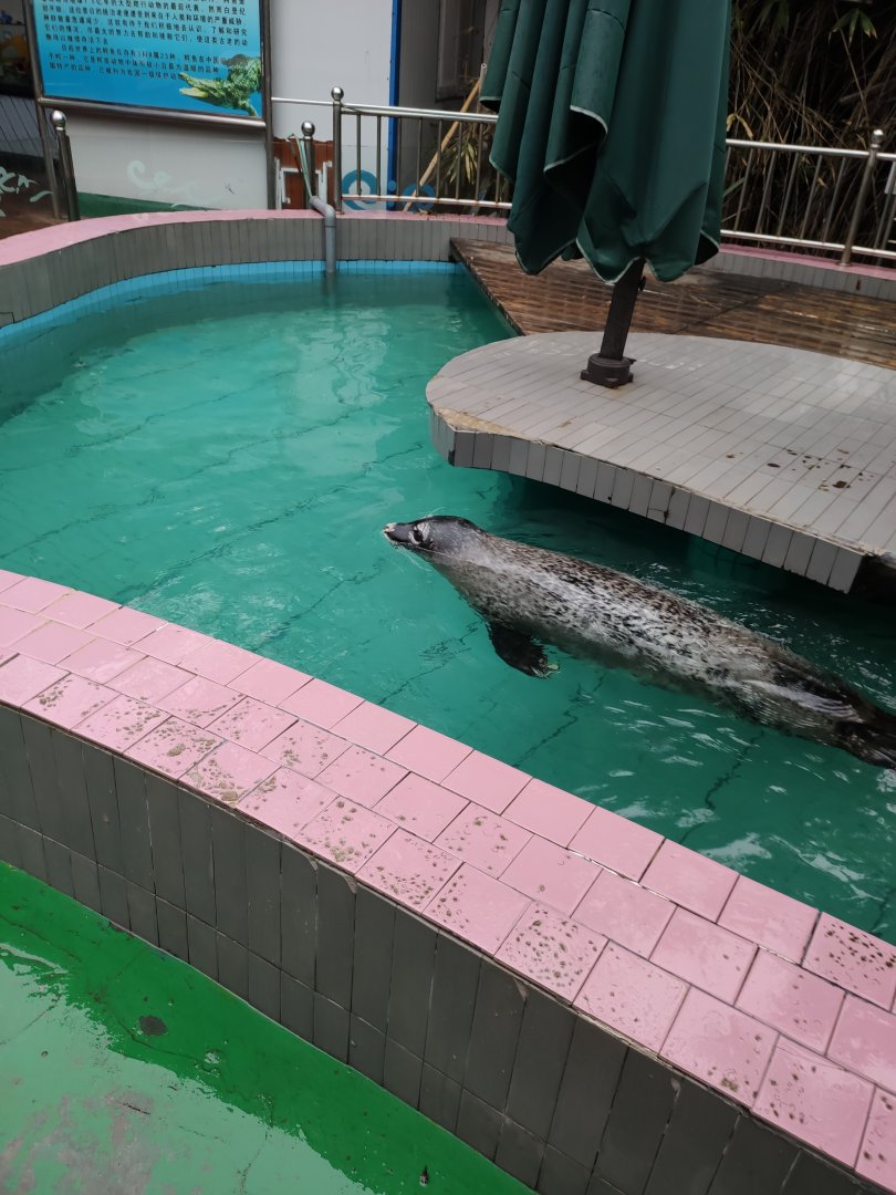 spotted seal (Phoca largha)