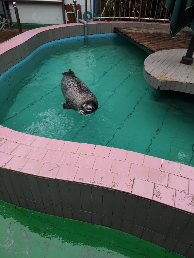 spotted seal (Phoca largha)