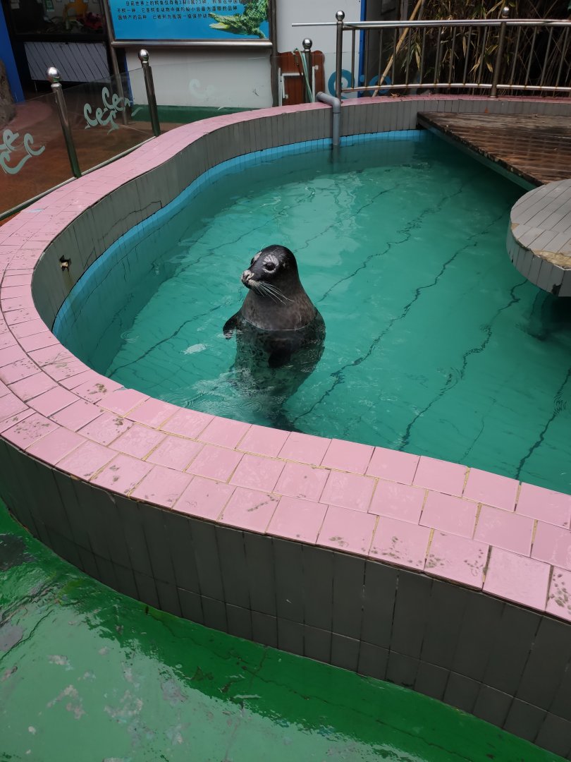 spotted seal (Phoca largha)