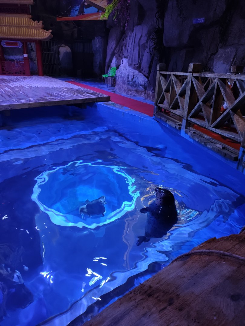 spotted seal (Phoca largha)