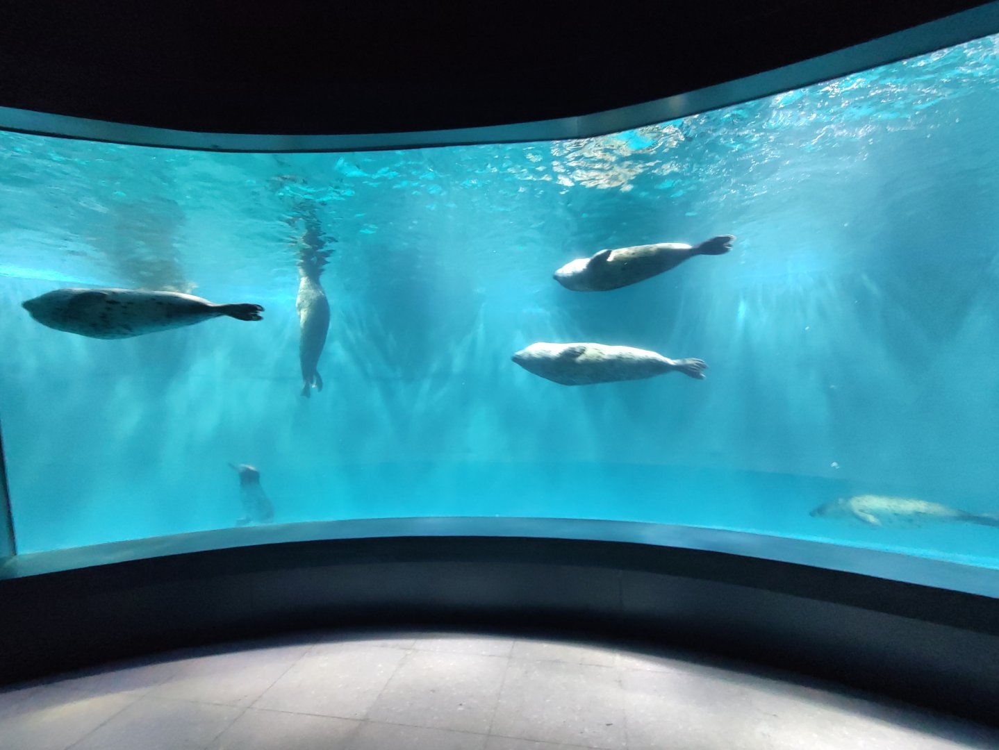 spotted seal (Phoca largha)