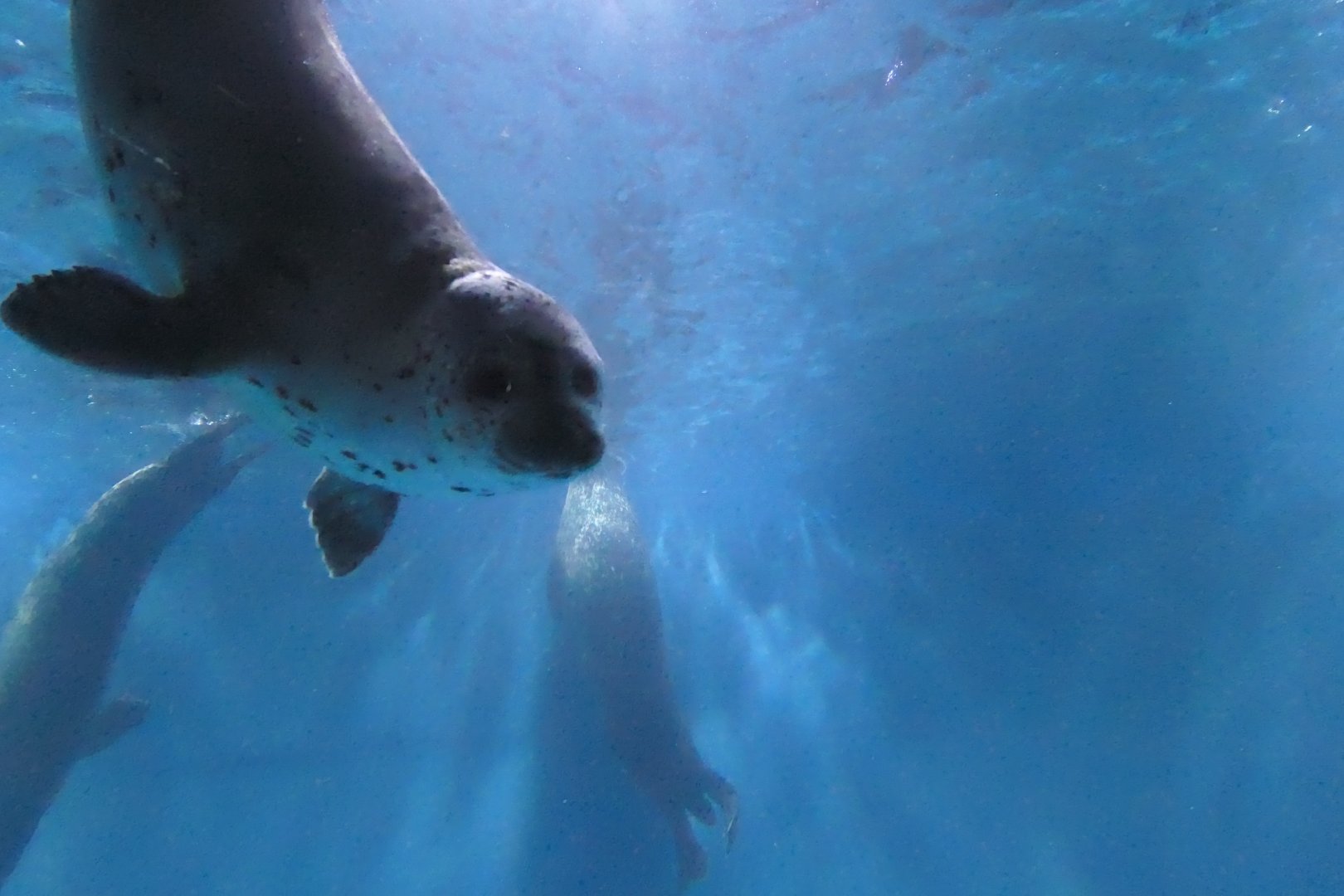spotted seal (Phoca largha)