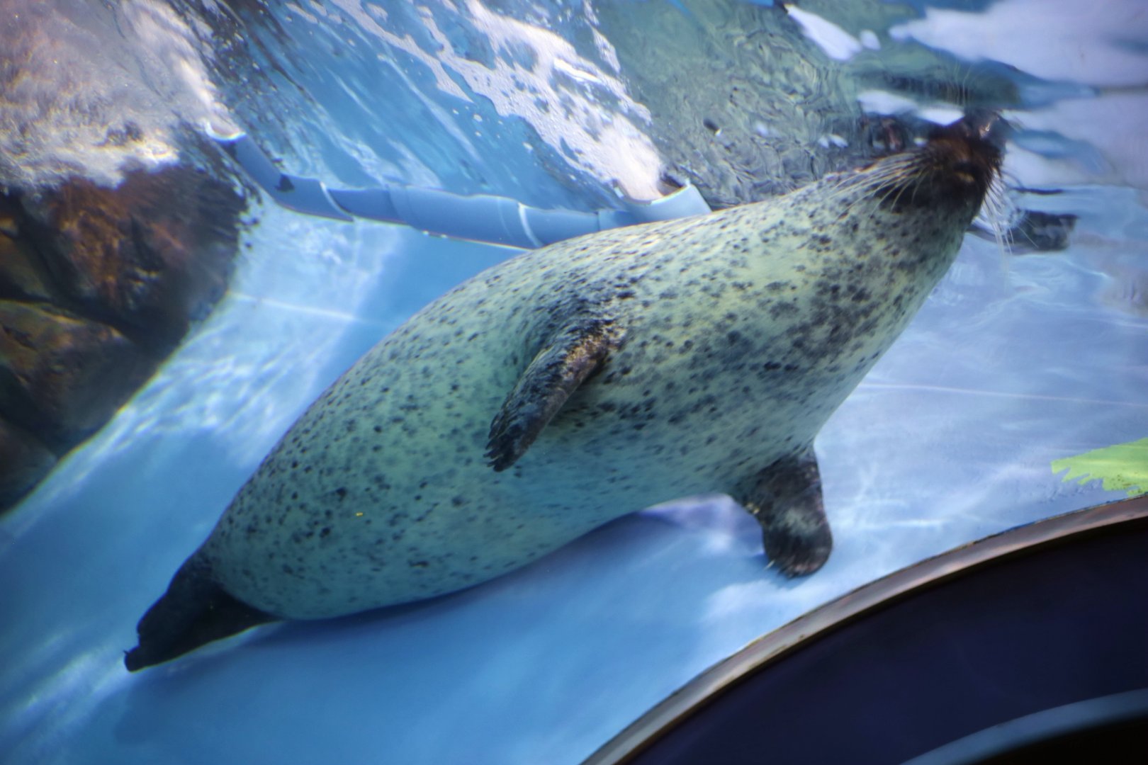 Spotted Seal (Phoca largha)