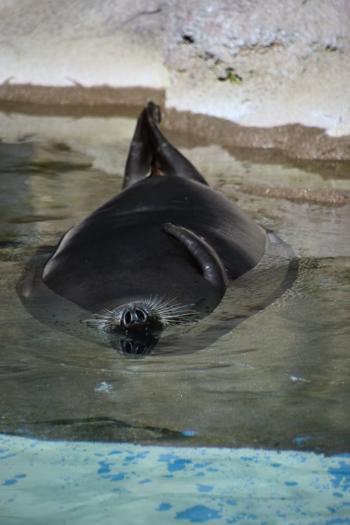 Spotted seal, Phoca largha
