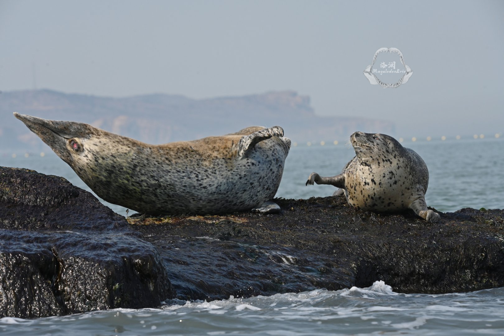 Spotted seal/Phoca largha