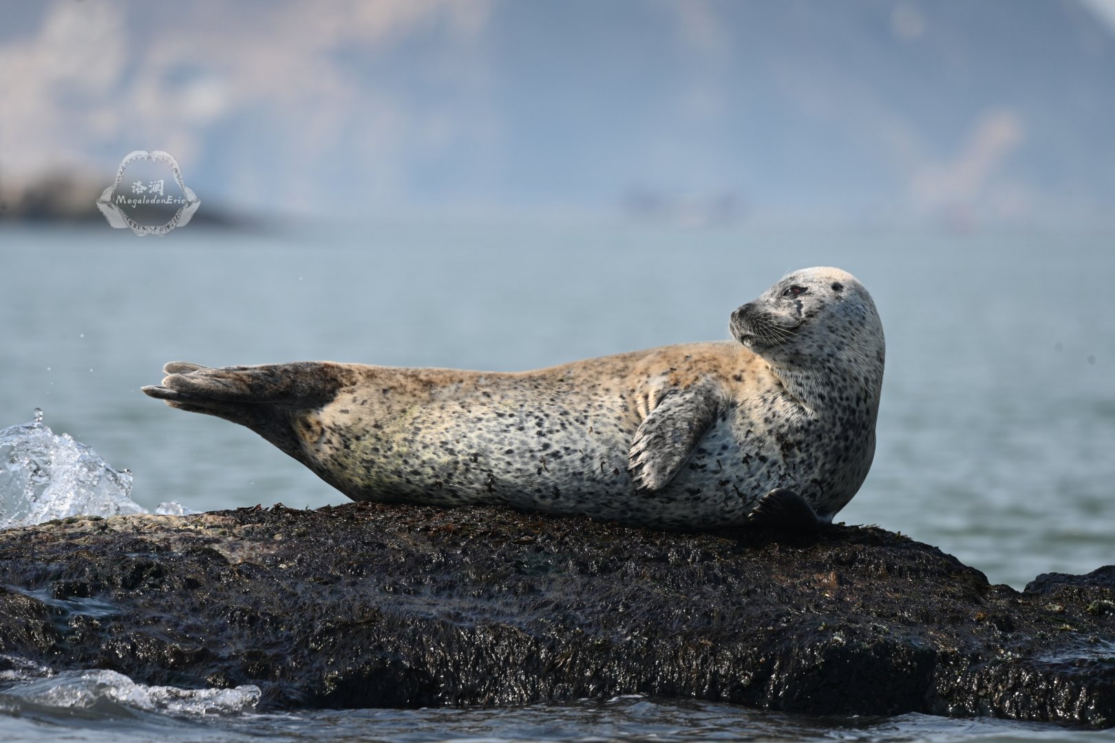 Spotted seal/Phoca largha