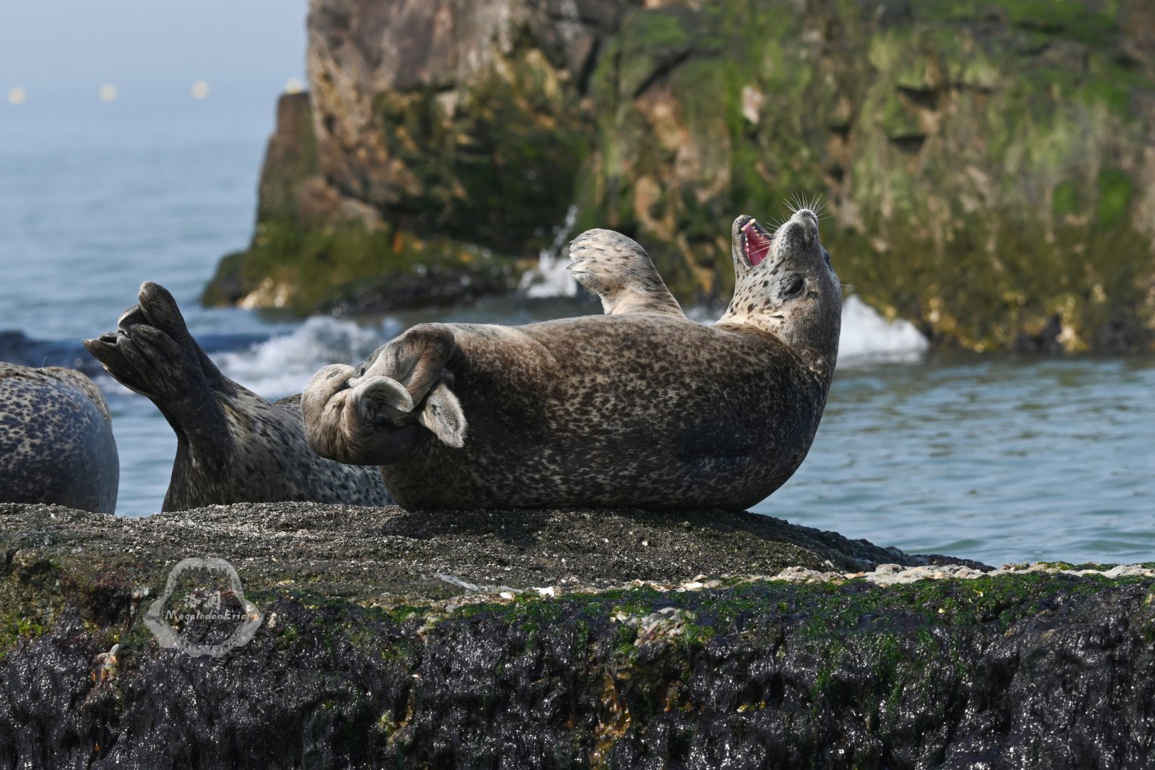 Spotted seal/Phoca largha