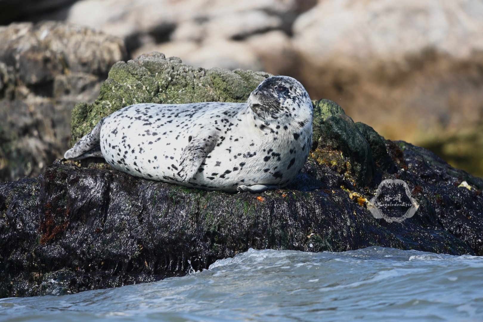 Spotted seal/Phoca largha