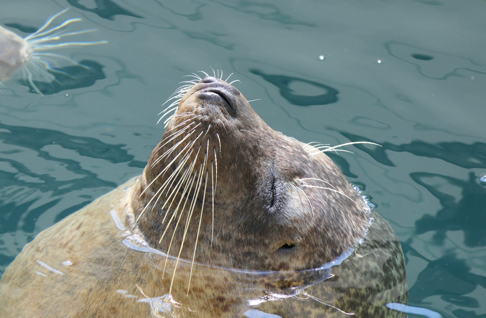 Spotted Seal (Phoca largha)