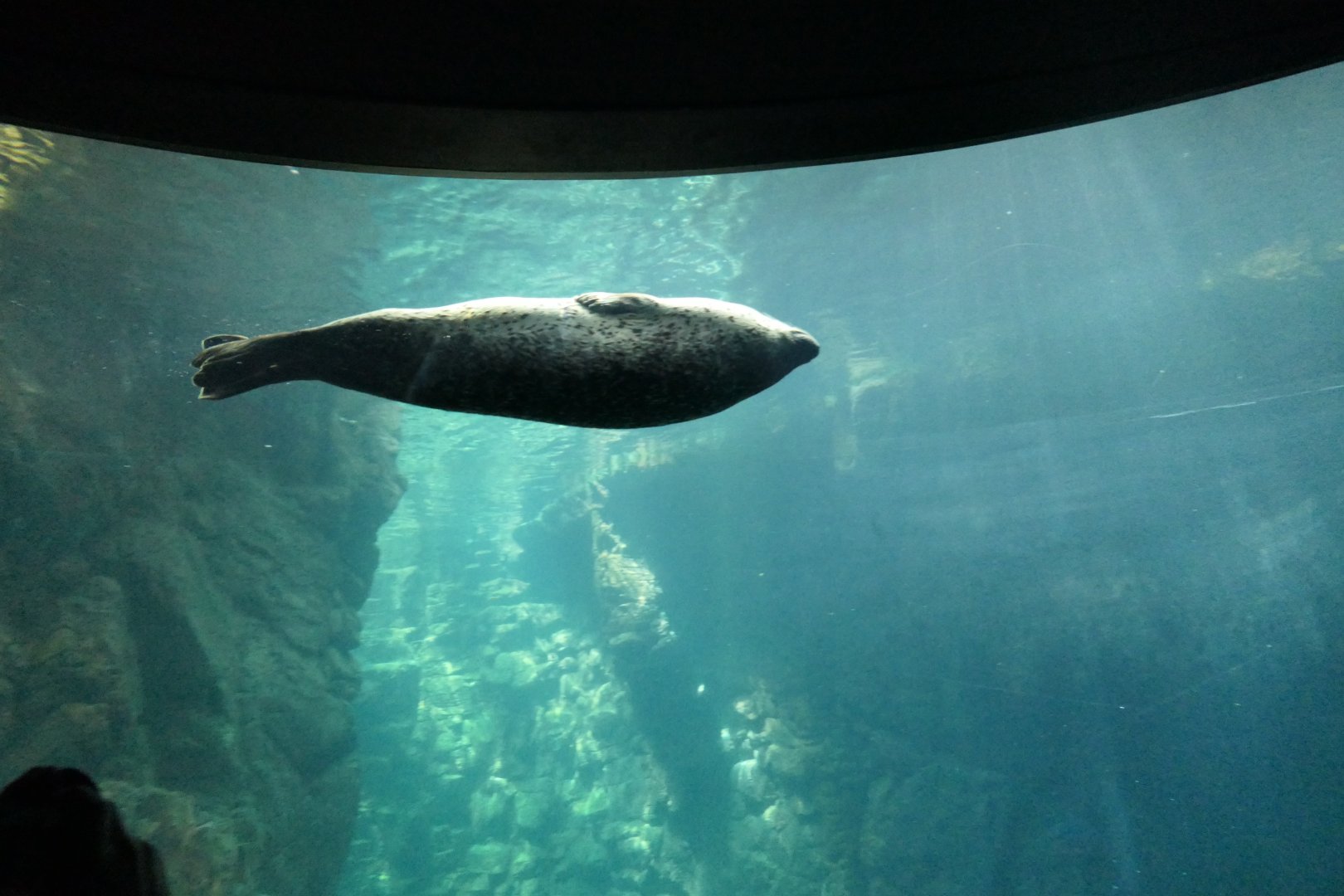 Spotted Seal (Phoca largha)