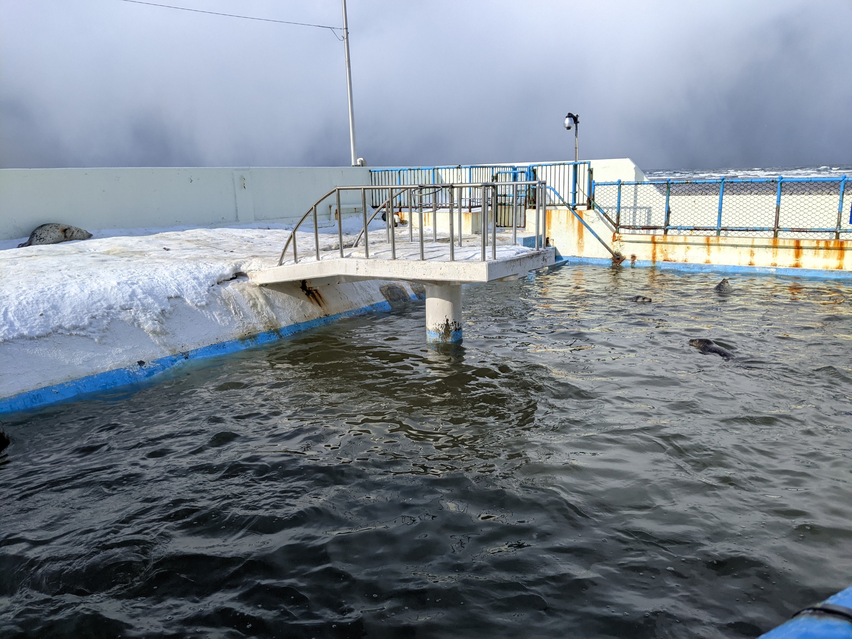 Spotted Seal pool, Wakkanai Aquarium