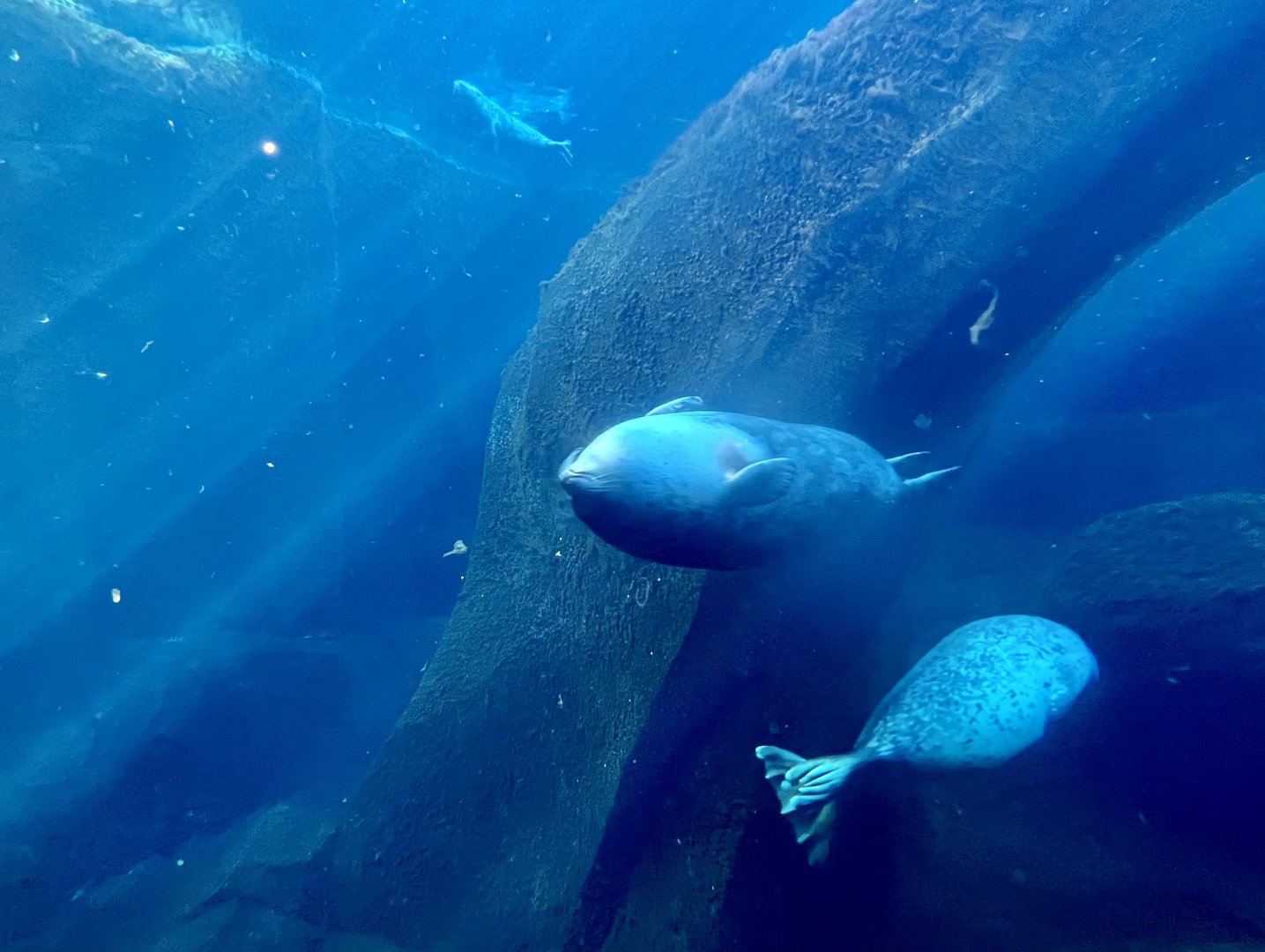 Spotted Seal, Ringed Seal, and Harbor Seal