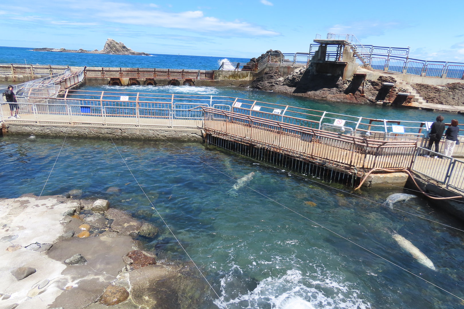 Spotted seal+ show area