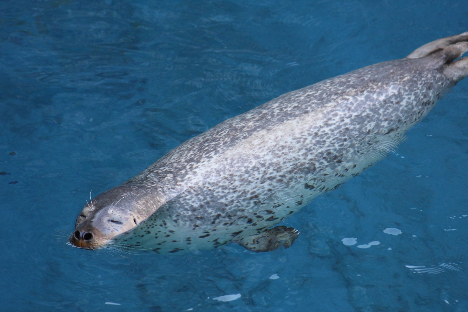 Spotted Seal