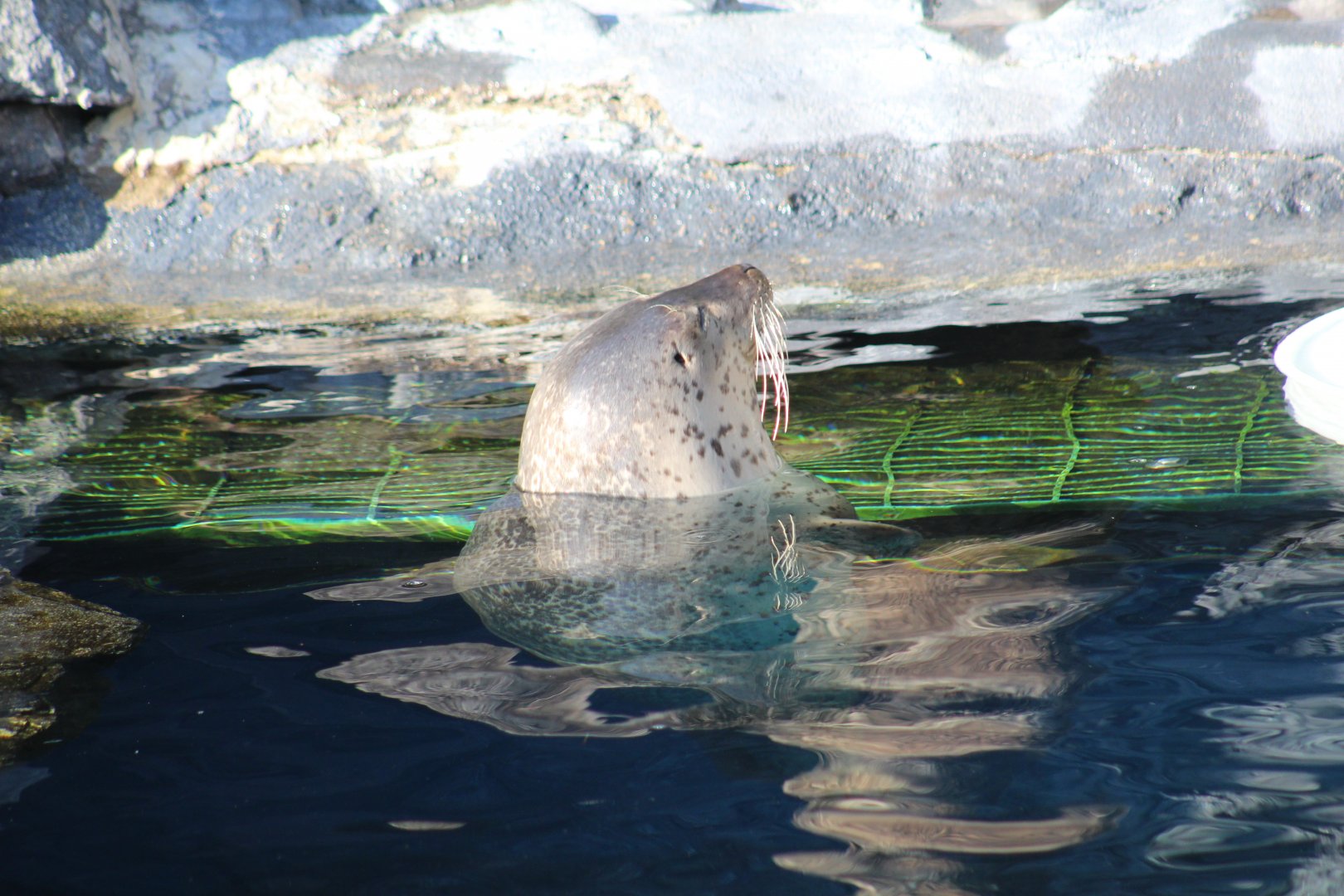 Spotted Seal