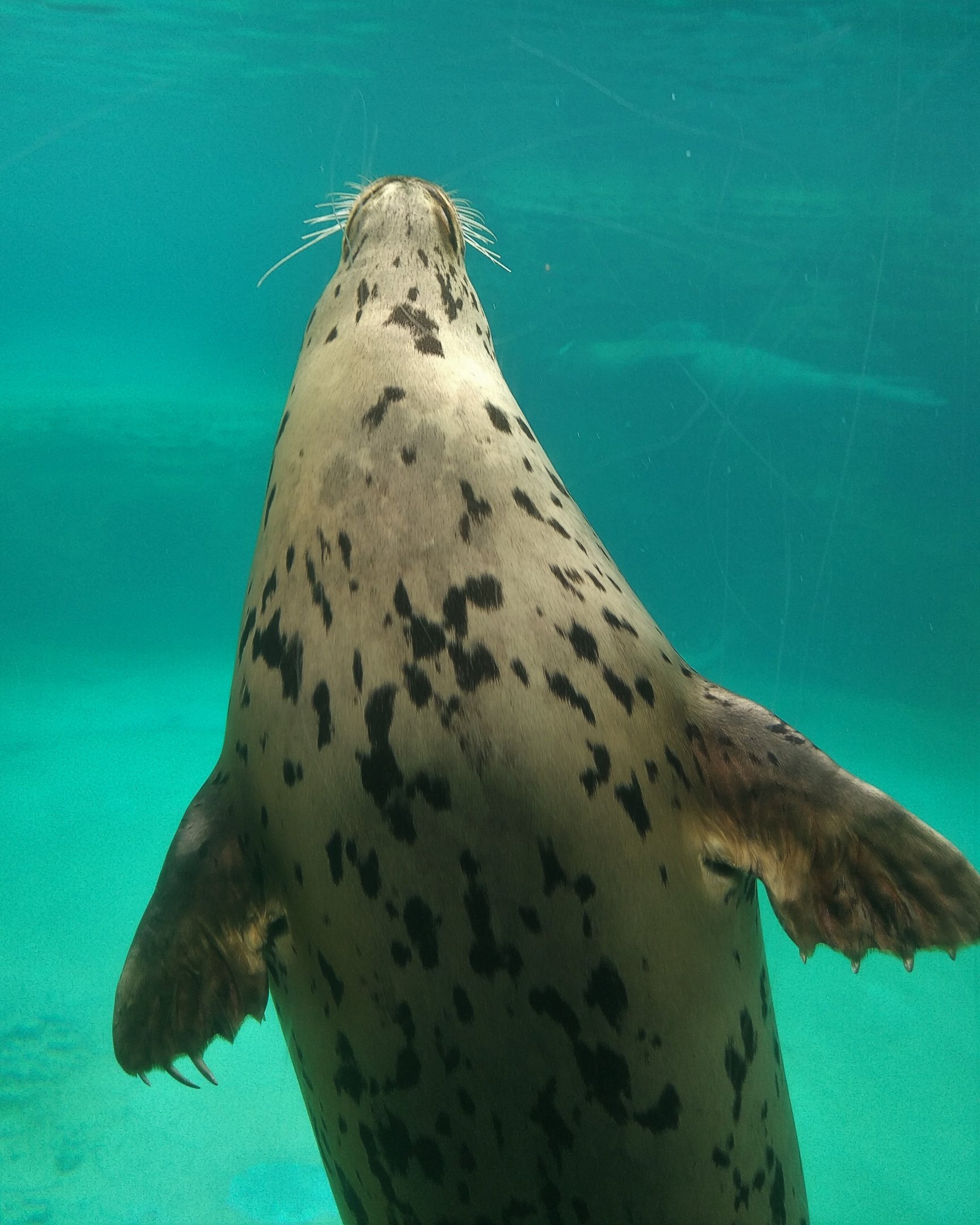 Spotted Seal