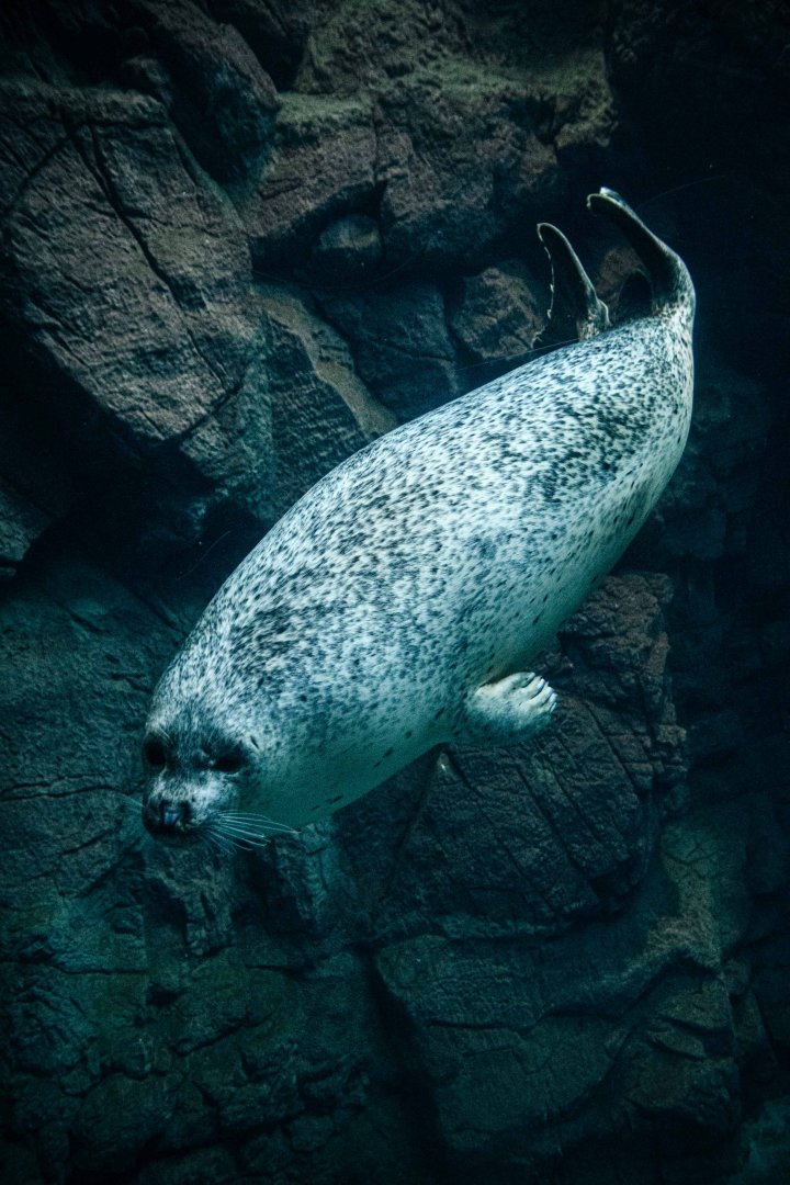 Spotted Seal