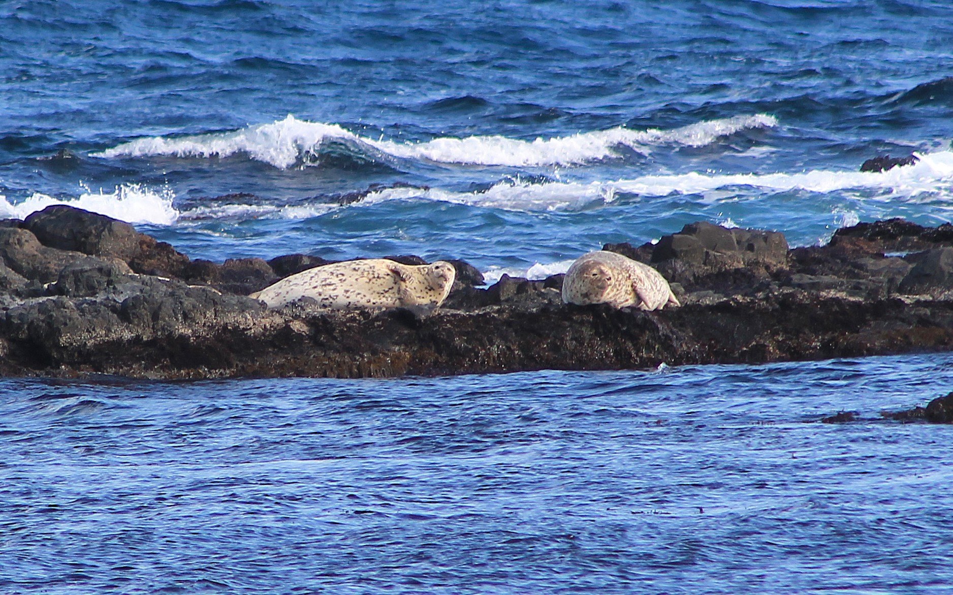 Spotted Seals (Phoca largha)