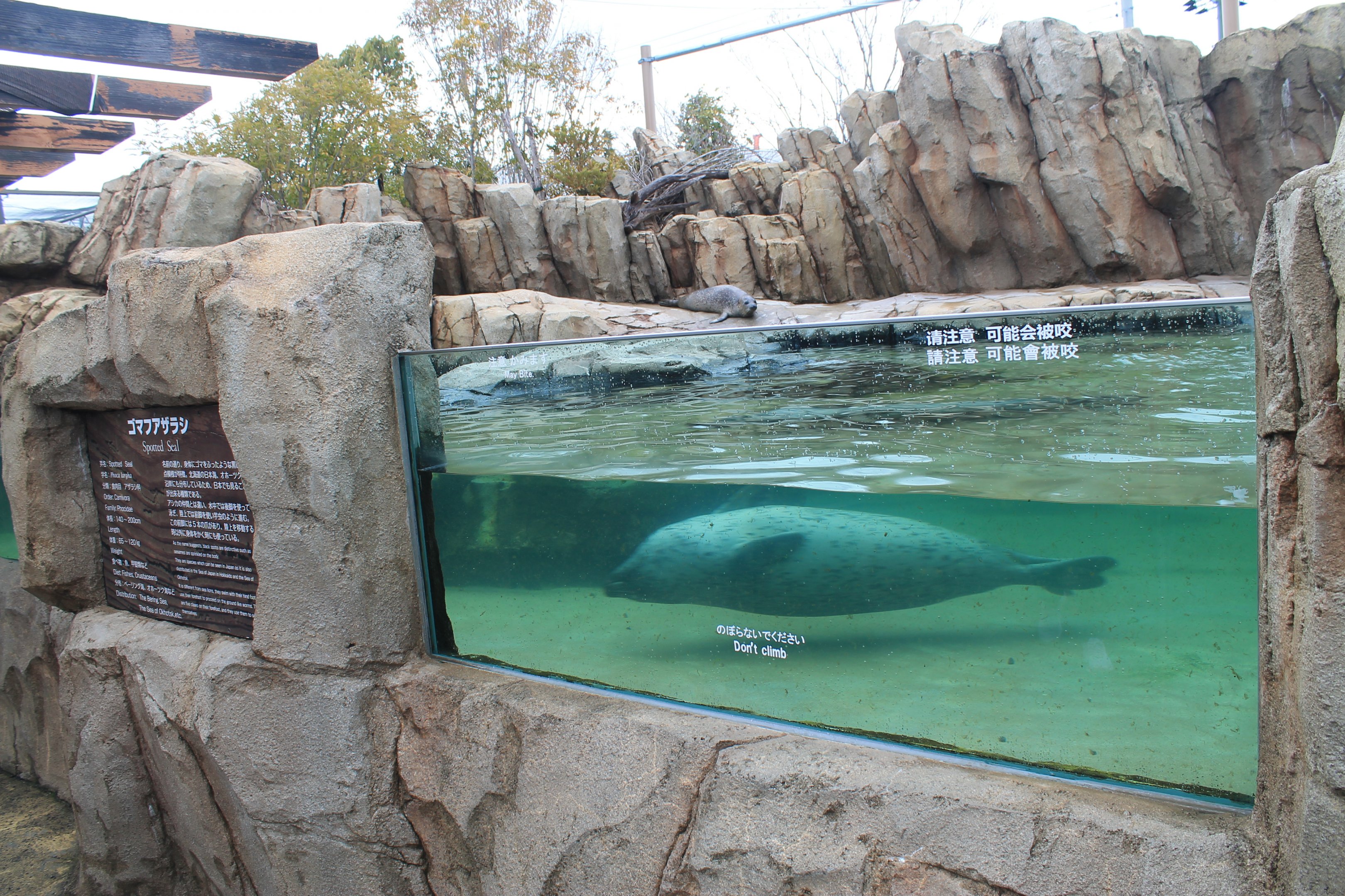 Spotted Seals (Phoca largha)