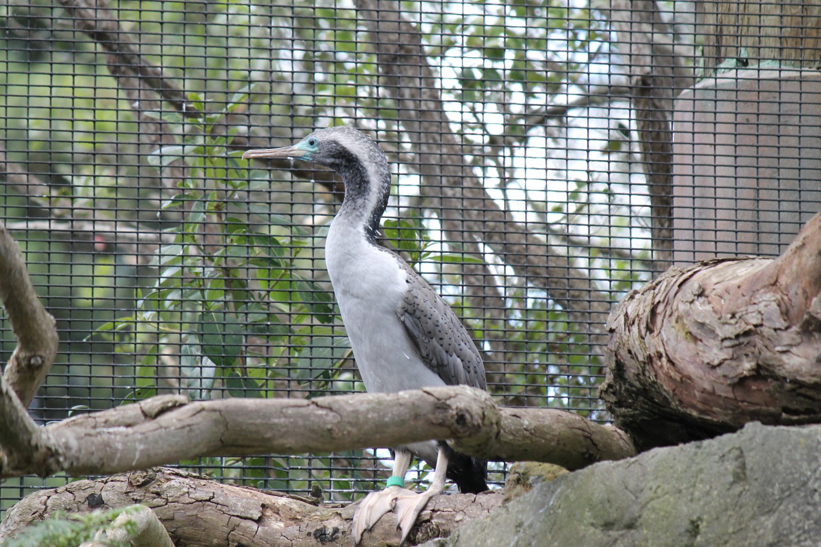 Spotted Shag (2012)