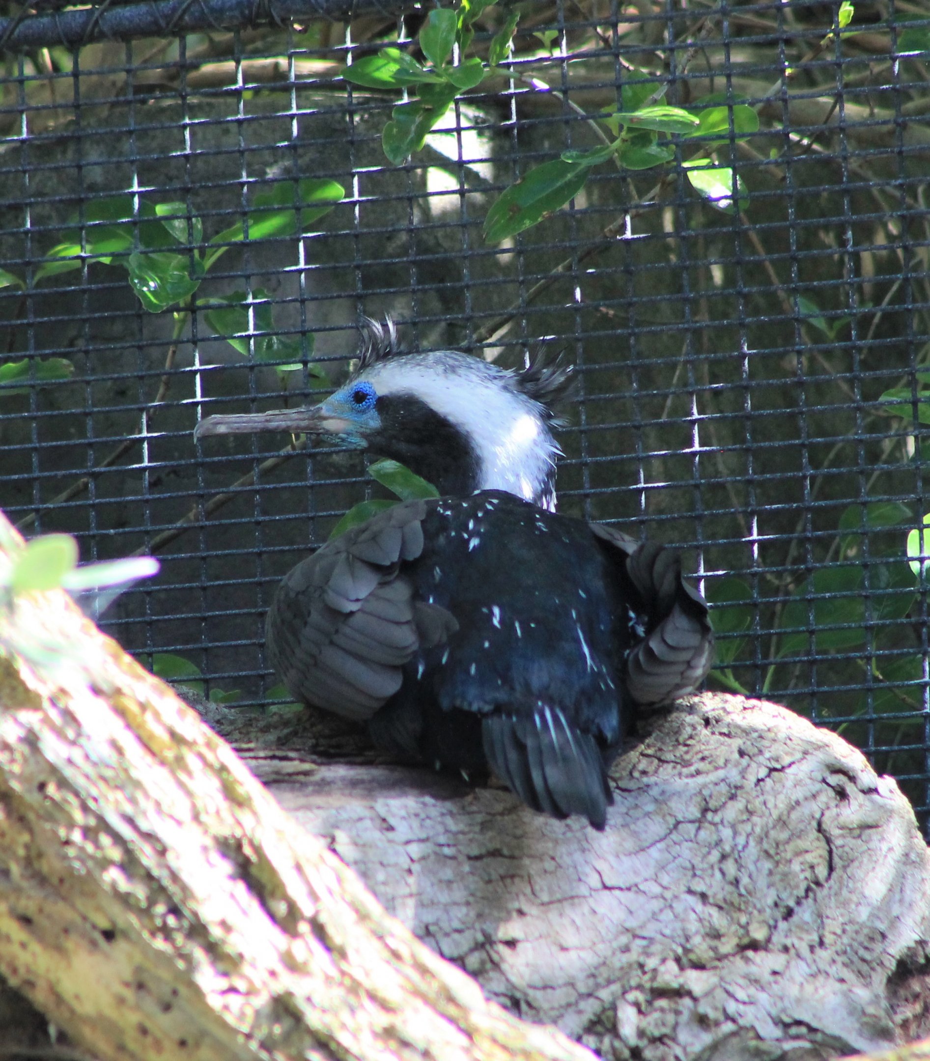 Spotted Shag (Stictocarbo punctatus)