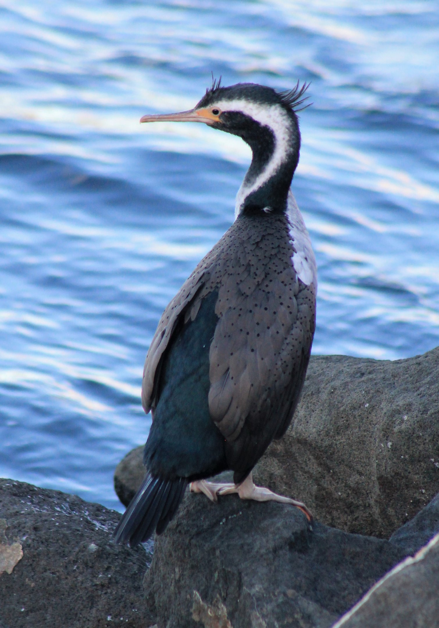 Spotted Shag (Stictocarbo punctatus)