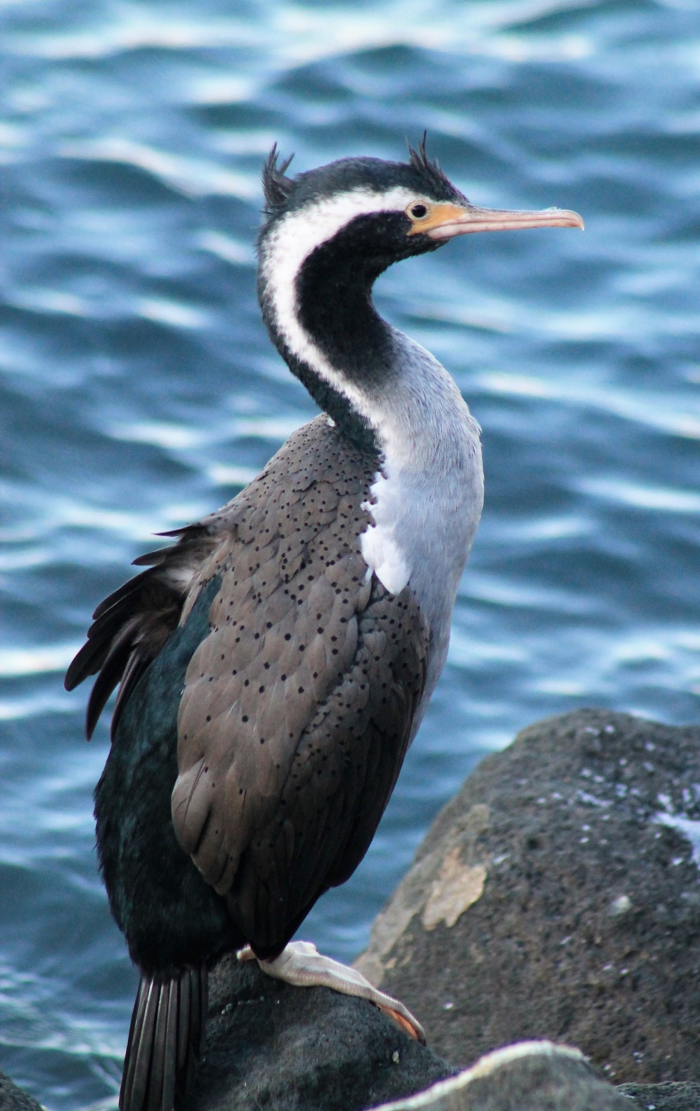 Spotted Shag (Stictocarbo punctatus)