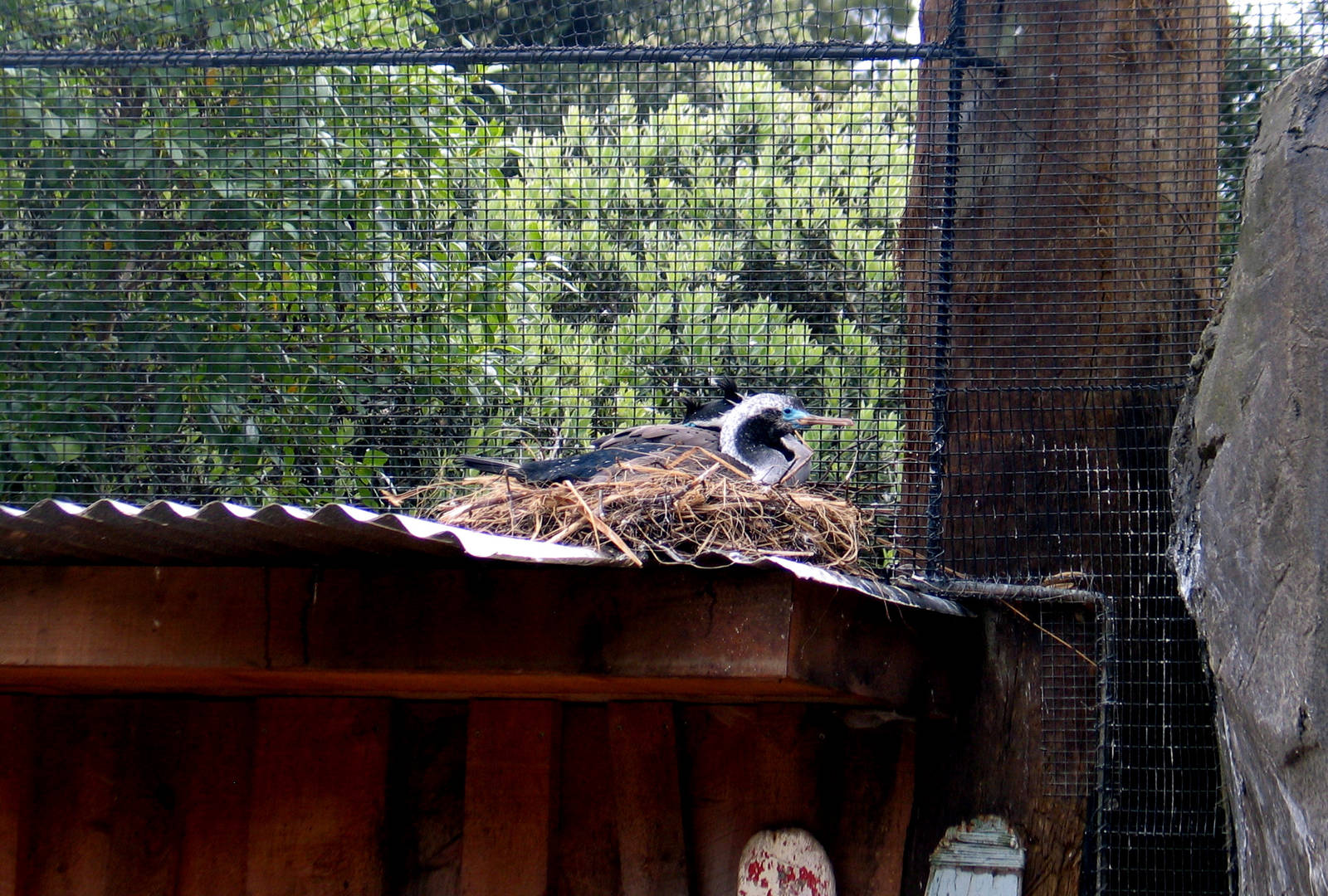 Spotted Shags Nesting at Auckland Zoo