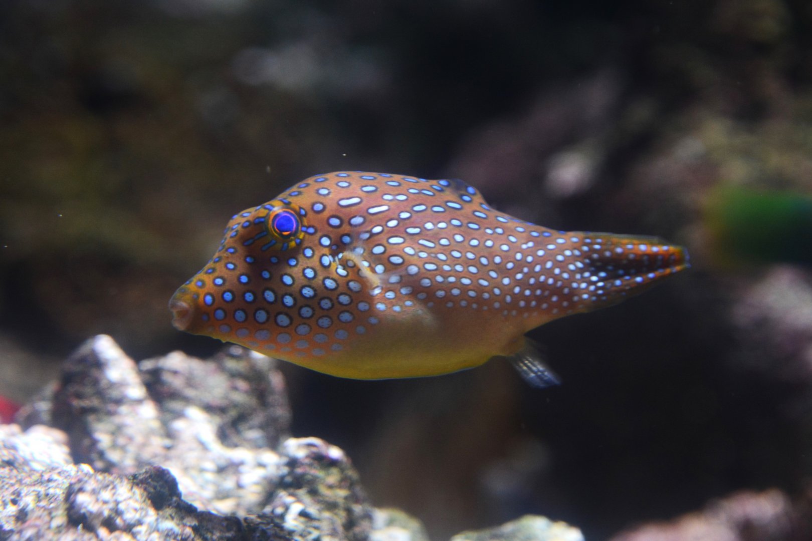 Spotted sharpnose (Canthigaster solandri)