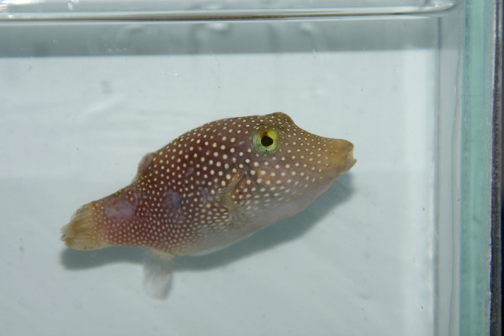 Spotted sharpnose puffer (Canthigaster punctatissima)