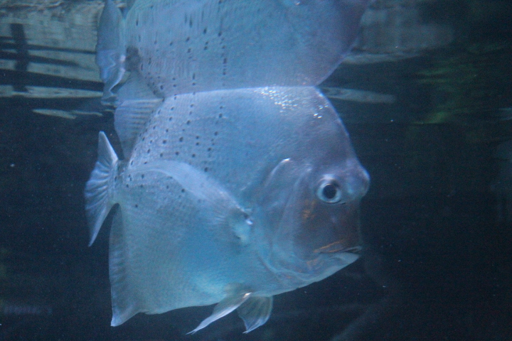 Spotted sicklefish (Drepane punctata)