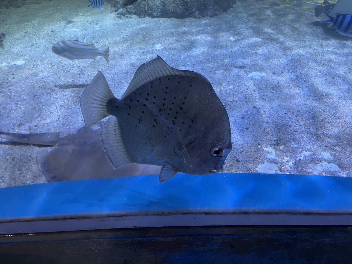 spotted sicklefish (drepane punctata)