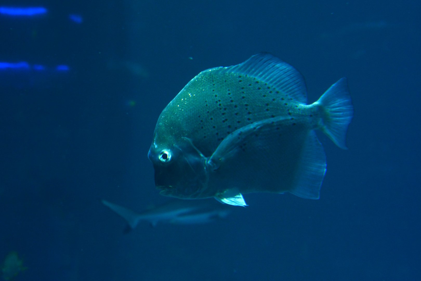 Spotted Sicklefish (Drepane punctata)